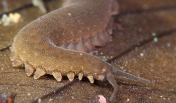 Media type: image; Invertebrate Zoology 131441